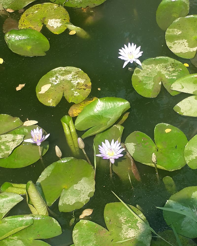 Nénuphars en fleur au zoo de Lubumbashi